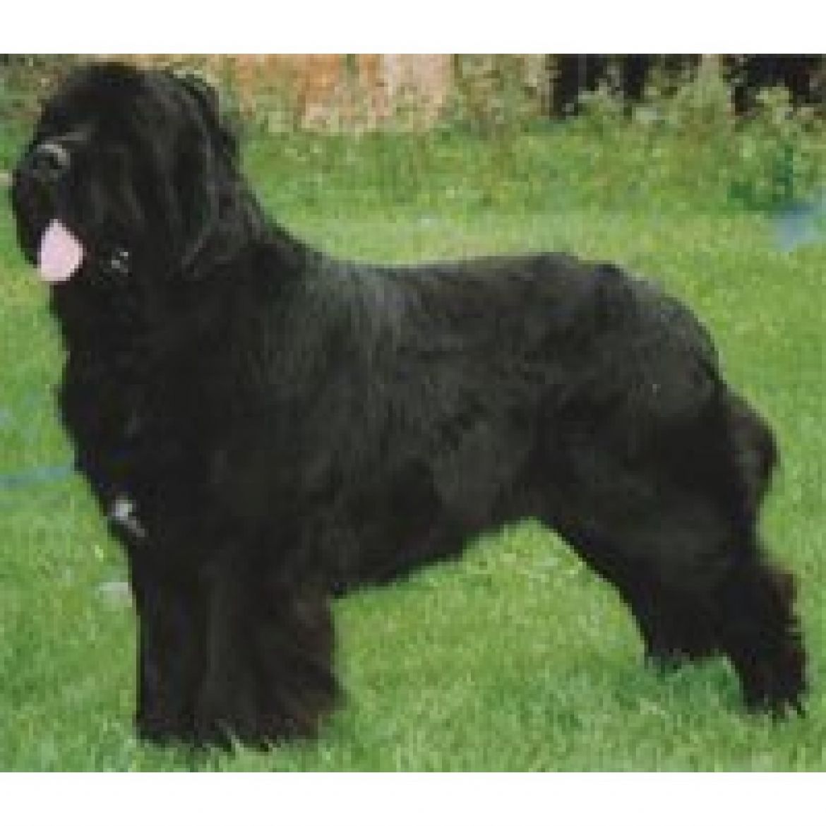 R Amoradas Lover Boy (28-10-1990)